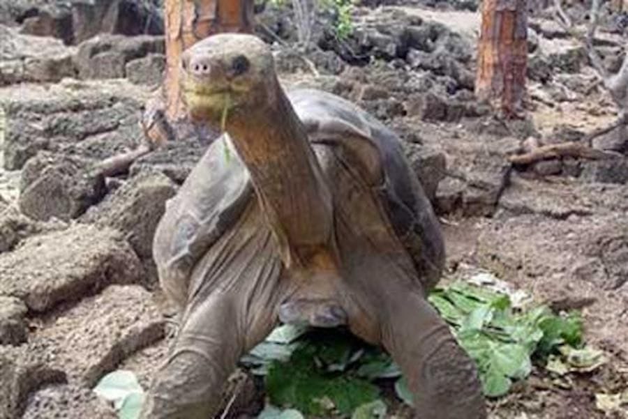 a turtle watching at the camera at Perivolaki farm